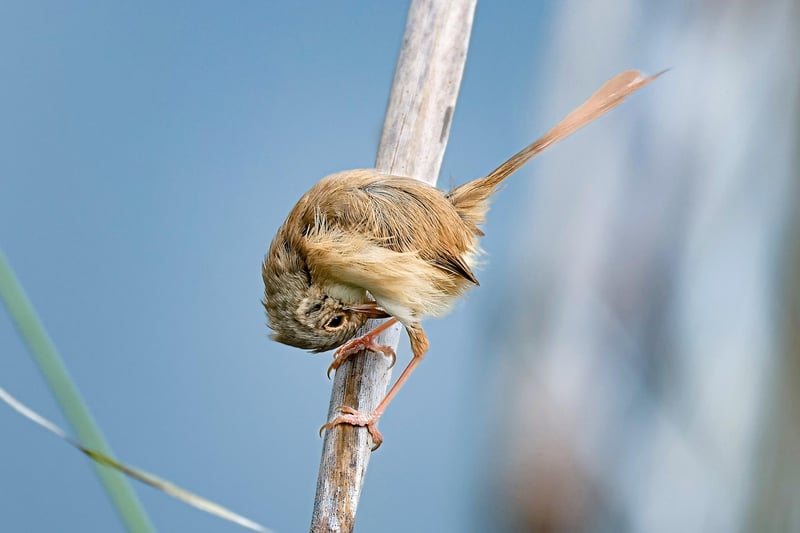 Wildlife Conservationist